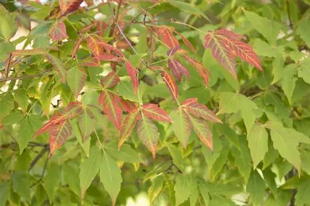 Acer saccharum - 125-150 CM C3 WHIP - image 4
