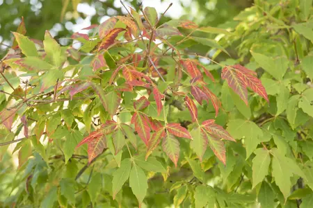 Acer saccharum - 125-150 CM C3 WHIP - image 5