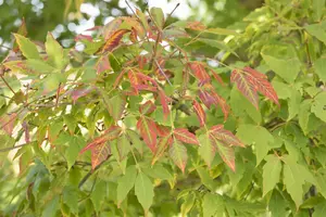 Acer saccharum - 125-150 CM C3 WHIP - image 5