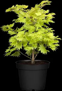 Acer shiras. 'Aureum' - 20-25 CM RB - image 4