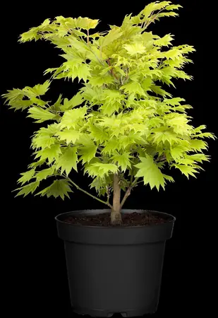 Acer shiras. 'Aureum' - 20-25 CM C5 - image 4