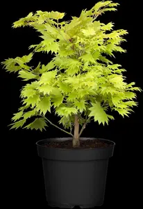 Acer shiras. 'Aureum' - 20-25 CM C5 - image 4