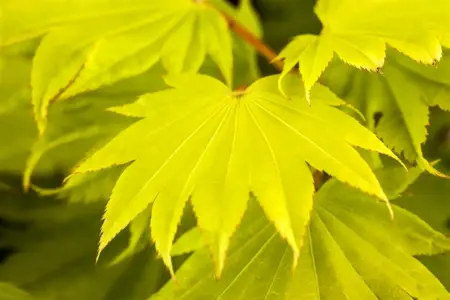 Acer shiras. 'Aureum' - 80-100 CM C12 - image 2