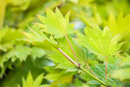 Acer shiras. 'Aureum' - 125-150 CM C20 - image 5