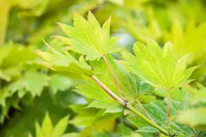 Acer shiras. 'Aureum' - 150-175 CM RB - image 5