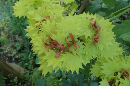 Acer shiras. 'Aureum' - 100-125 CM RB - image 4