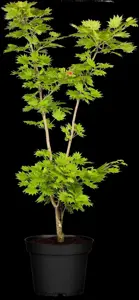 Acer shiras. 'Aureum' - 60 CM STEM 5L - image 3