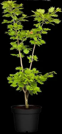 Acer shiras. 'Aureum' - 80-100 CM C12 - image 3