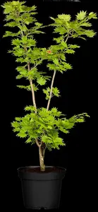 Acer shiras. 'Aureum' - 25-30 CM C4 - image 3