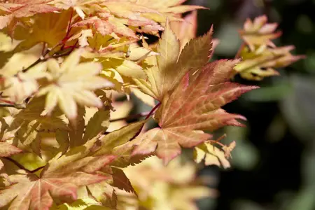 Acer shiras. 'Autumn Moon' - 25-30 CM C3 - image 4
