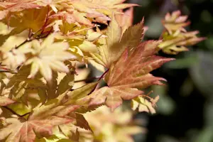 Acer shiras. 'Autumn Moon' - 80-100 CM C20 - image 4