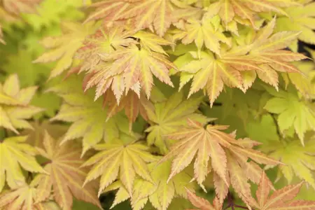 Acer shiras. 'Autumn Moon' - 80-100 CM C20 - image 5