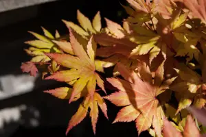 Acer shiras. 'Autumn Moon'