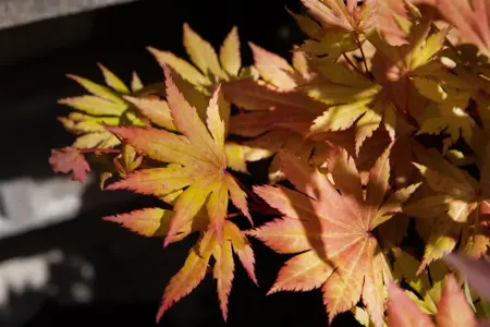 Acer shiras. 'Autumn Moon' - 80-100 CM C20 - image 1