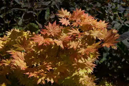 Acer shiras. 'Autumn Moon' - 80-100 CM C20 - image 3