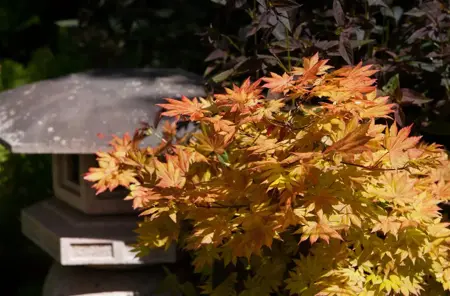 Acer shiras. 'Autumn Moon' - 80-100 CM C20 - image 2