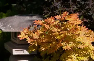 Acer shiras. 'Autumn Moon' - 80-100 CM C20 - image 2