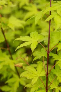 Acer shiras. 'Jordan' - 2 Ltr pot - image 5