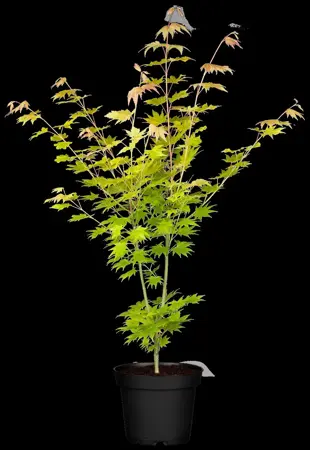 Acer shiras. 'Jordan' - 60-80 CM C10 - image 2