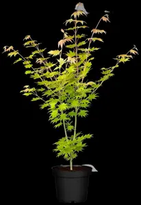 Acer shiras. 'Jordan' - 80-100 CM RB - image 2