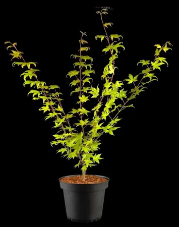 Acer shiras. 'Jordan' - 100-125 CM RB - image 4