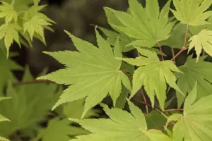 Acer shiras. 'Jordan' - 100-125 CM C12 - image 1