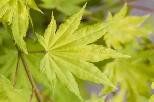 Acer shiras. 'Jordan' - 100-125 CM C12 - image 3