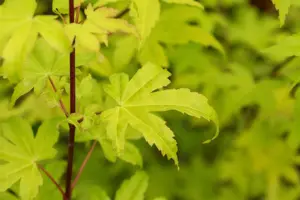 Acer shiras. 'Jordan' - 60-80 CM RB - image 5