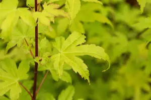 Acer shiras. 'Jordan' - 2 Ltr pot - image 3