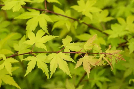 Acer shiras. 'Jordan' - 2 Ltr pot - image 4