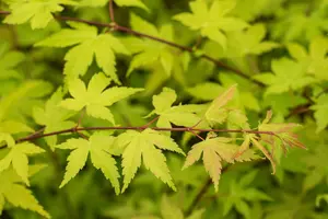 Acer shiras. 'Jordan' - 2 Ltr pot - image 4