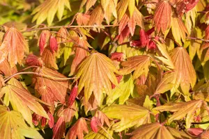 Acer shiras. 'Moonrise'? - 30-40 CM C3 - image 4