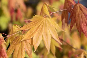 Acer shiras. 'Moonrise'? - 120-140 CM C35 - image 3