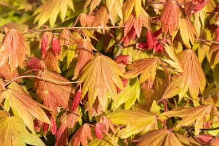 Acer shiras. 'Moonrise'? - 30-40 CM C7.5 - image 4