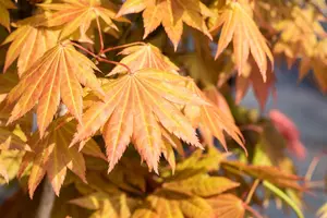 Acer shiras. 'Moonrise'? - 30-40 CM C7.5 - image 5
