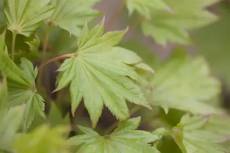 Acer shirasawanum - 150-175 CM C30 - image 5