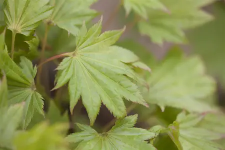 Acer shirasawanum - 175-200 CM C30 - image 3