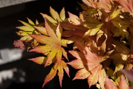 Acer shirasawanum - 175-200 CM C30 - image 5