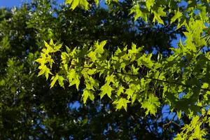 Acer truncatum 'Volcano'