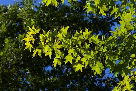 Acer truncatum 'Volcano' - 30-40 CM C4
