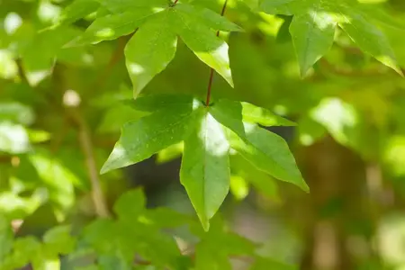 Acer zoeschense 'Annae' - 60-80 CM P11 WHIP - image 1