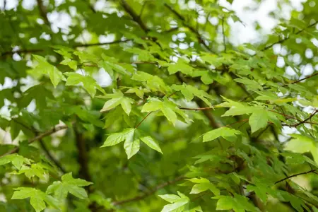 Acer zoeschense 'Annae' - 60-80 CM P11 WHIP - image 2