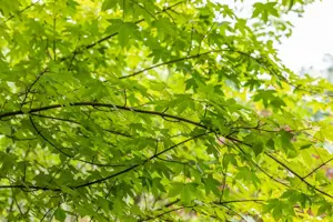 Acer zoeschense 'Annae' - 60-80 CM P11 WHIP - image 3