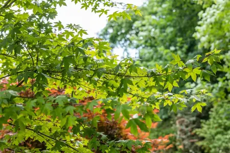 Acer zoeschense 'Annae' - 60-80 CM P11 WHIP - image 5