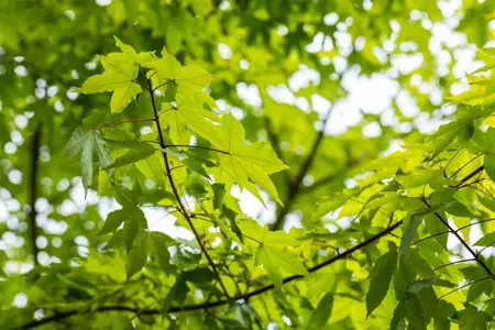 Acer zoeschense 'Annae' - 150-175 CM C5 WHIP - image 4