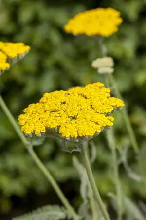 Achillea 'Coronation Gold' - P9 - image 2