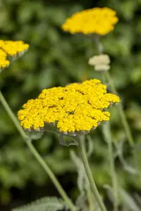 Achillea 'Coronation Gold' - P9 - image 2