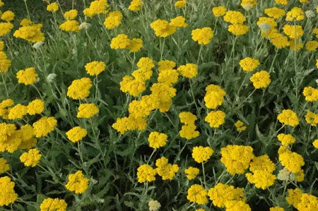 Achillea 'Coronation Gold' - P9 - image 3