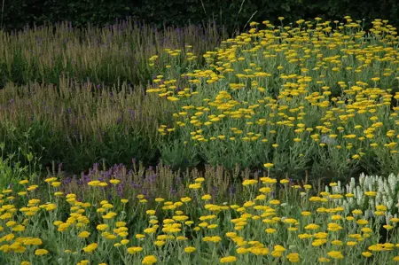 Achillea 'Coronation Gold' - P9 - image 4