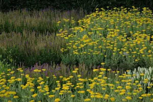 Achillea 'Coronation Gold' - P9 - image 4